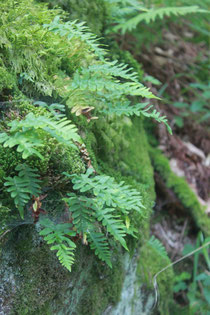 Gewöhnlicher Tüpfelfarn (Polypodium vulgare) auf Felsgestein