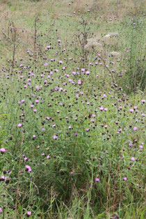 Hain-Flockenblume (Centaurea nigra ssp. nemoralis) - im Maisenbachtal