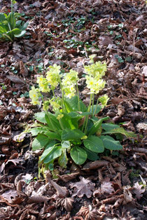 Hohe Schlüsselblume (Primula elatior)