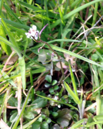 Behaartes Schaumkraut (Cardamine hirsuta)