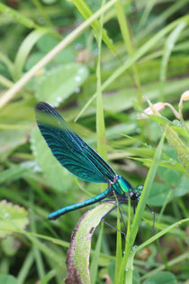 Prachtlibelle (Foto G. Franke)