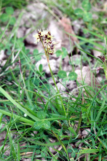 Feld-Hainsimse (Luzula campestris)