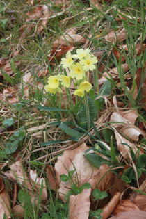 Hohe Schlüsselblume (Primula elatior)