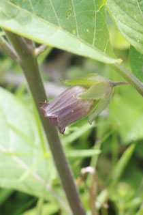 Atropa bella-donna - Echte Tollkirsche am Hangweg