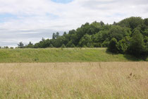 Hochwasserdamm (Foto G. Franke)