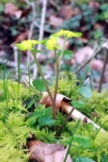 Wechselblättriges Milzkraut (Chrysosplenium alternifolium)