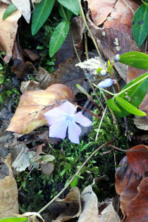 Kleines Immergrün (Vinca minor)