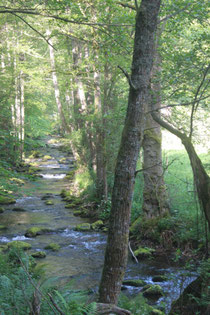 die Eyach zum Wanderbeginn