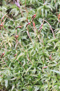 Atrichum undulatum (Großes Katharinenmoos)