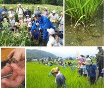 いきものみっけファームin松本トウモロコシ収穫&生物観察