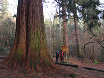 Im Arboretum auf Wertesuche