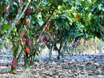 Kakao-Plantage in Peru