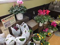 直売所 園芸店のご案内 本島園芸 栃木県佐野市の花屋 直売所 園芸店のご案内 本島園芸 栃木県佐野市の花屋