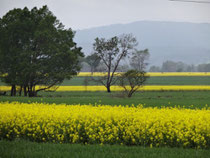 Only redeeming factor of the ride- fields upon fields of these yellow flowers