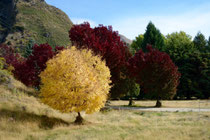 Herbst