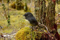 Ein Langbeinschnäpper (Petroica Australis) ... habe ich natürlich gleich erkannt ...*hust*