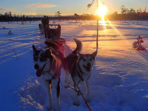 Huskytouren in Lappland / Schweden Winter 2015