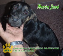 perrita en adopcion