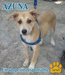 azuna cachorra en adopcion salta