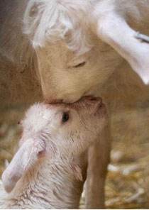 Auch Tiere haben Emotionen....