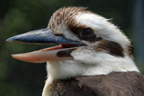 Kookaburra - Lachender Hans