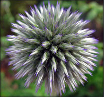 Kugeldistel