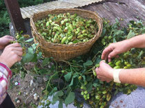 Two pairs of hands sorting green hops and putting it into a wicker basket