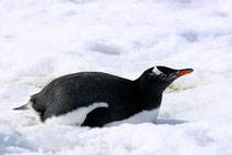 ジェンツーペンギン