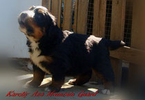 бернский зенненхунд щенки продажа  Bernese Mountain Dog puppies for sale