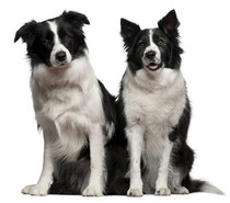 Bordercollie