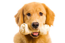 Zahnhygiene Hund