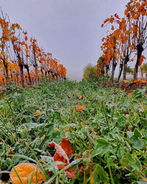 Herbsttage im Weingarten