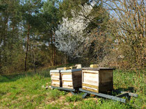 Die Bienen freuen sich ...