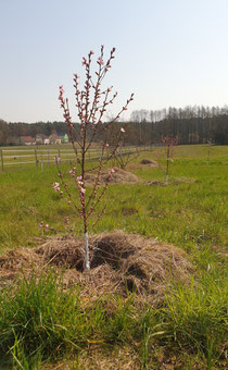 Aprikosenblüte