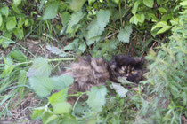 Schildpatt-Perserkatze