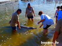 Delphin-Fütterung in Tin Can Bay