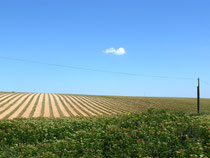 Lavendelfeld nach der Ernte