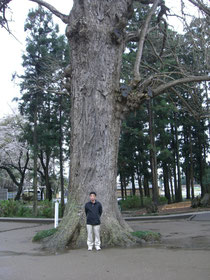 六地蔵尊大樹の神木