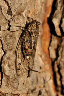 La Cigale grise - Cicada orni - 05/07/2011 - Drôme provençale