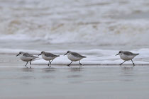 Bécasseau sanderling -Brem-sur-Mer (85) - 06/02/2011