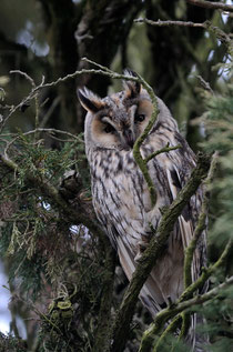 Hibou moyen-duc - 30/11/2010