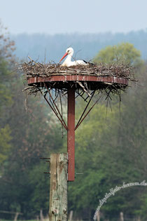 Storch, Störche, Auenland, Naturschutz, Naturschutzgebiet