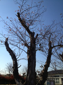 風水　ガーデニング　庭木　サクラ　桜