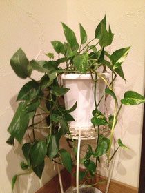 観葉植物たち ポトス編 庭木で開運 自分でできる簡単な剪定