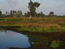 Hochmoorlandschaft