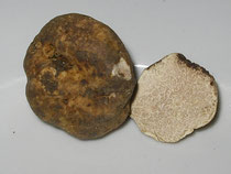 Lagotto da Tartufo