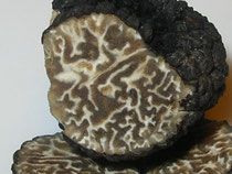Lagotto da Tartufi