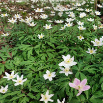 Anemonen - Foto: W. Pohl