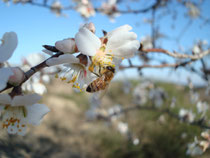 Abeille sur fleur de prunus