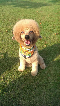 探偵犬